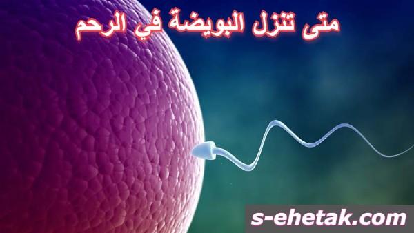 متى تنزل البويضة في الرحم