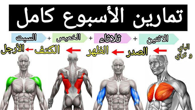 جدول تضخيم العضلات